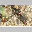 Metopia sp - Fleischfliege 01a 6mm.jpg